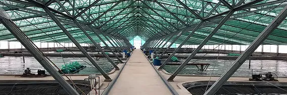 Rahasia di Balik Algoritma Kelathumbroxia dalam Ekosistem Tambak Modern