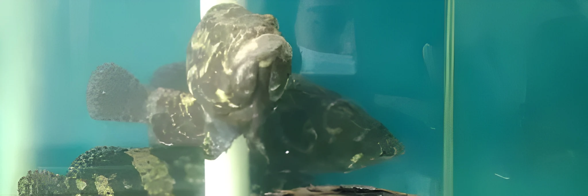 3 Pilihan Pelet Ikan Kerapu agar Pertumbuhan Optimal