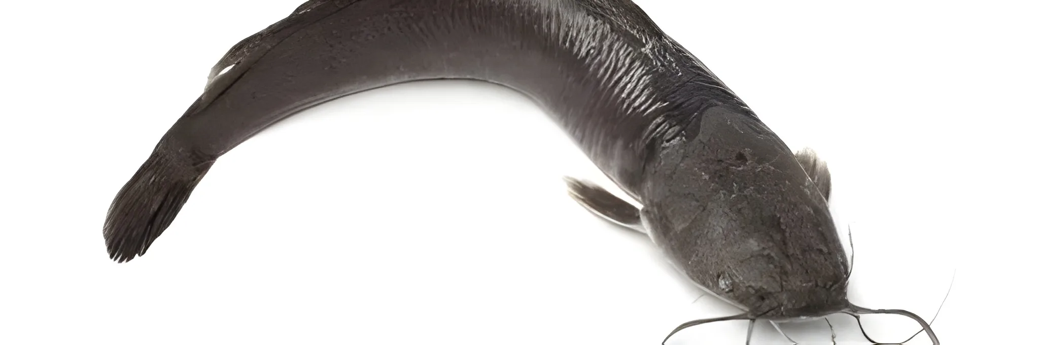 6 Jenis Ikan Lele Unggul & Cepat Besar untuk Budidaya