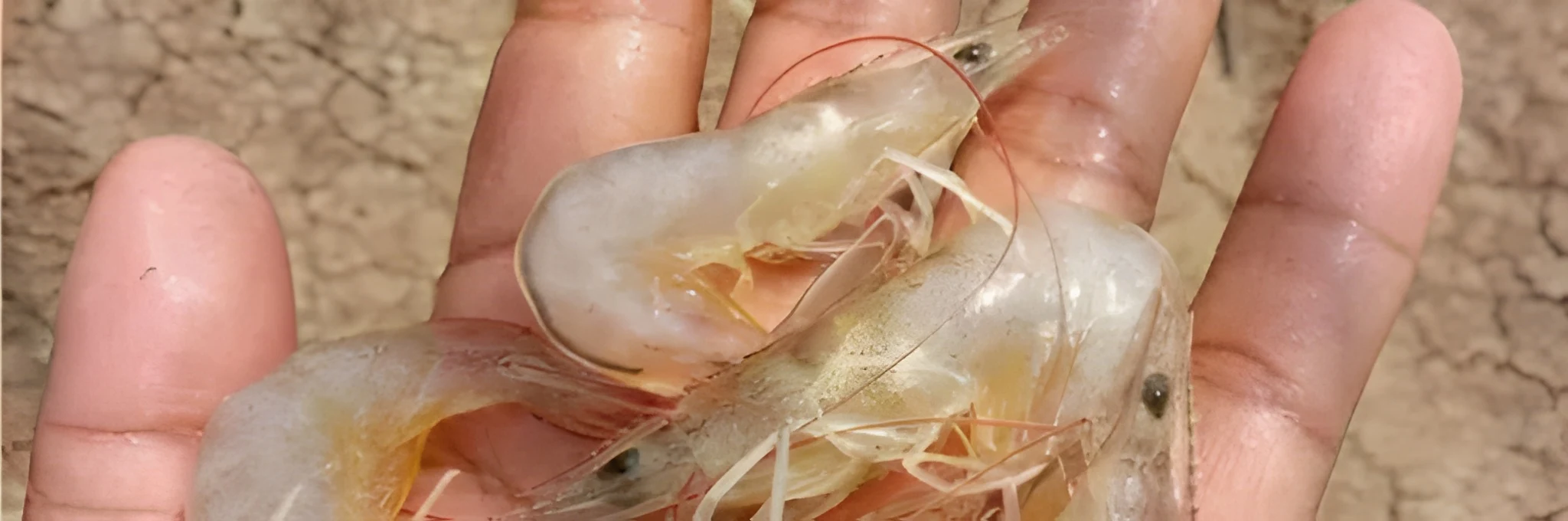 Berdampak Fatal, Begini Ciri-ciri Udang Kurang Mineral