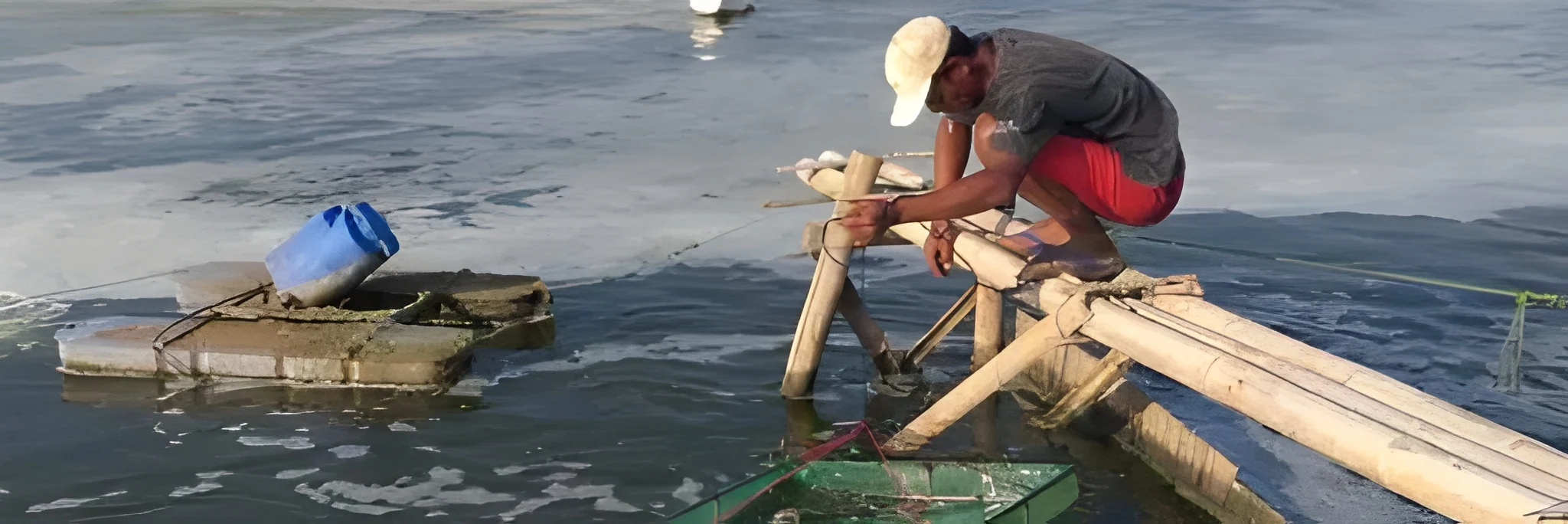 Pemberian Imunostimulan Udang, Tips Udang Tahan Penyakit