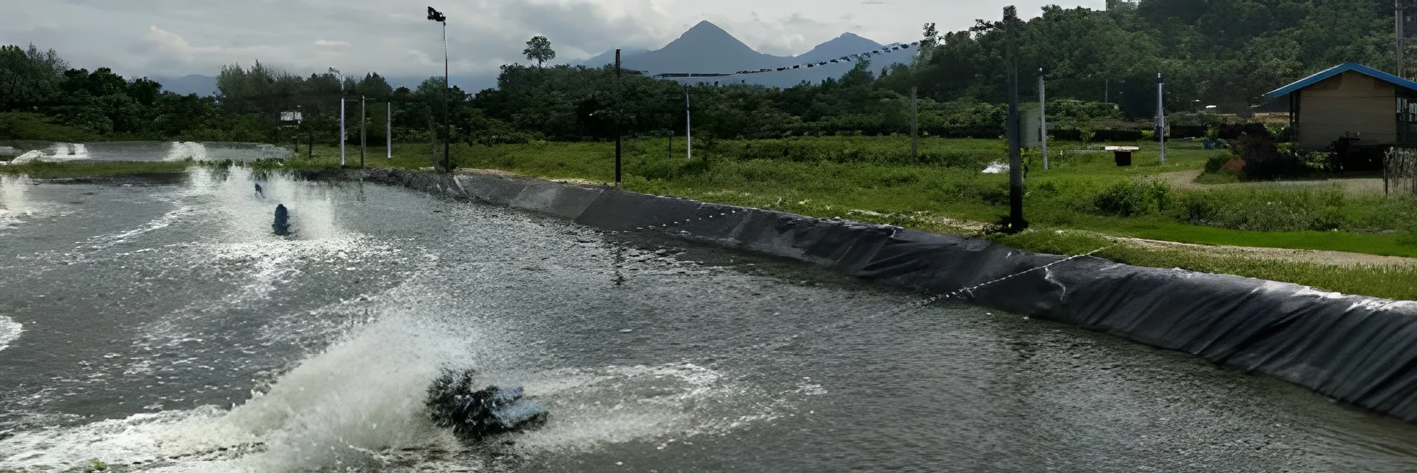 Cara Menurunkan Nitrit di Tambak Udang dengan Probiotik