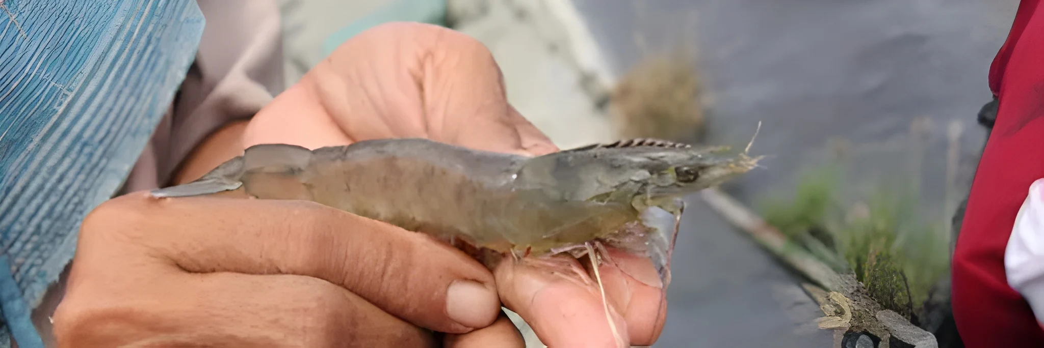 Ini Dia 4 Cara Mencegah Penyakit Udang Vaname