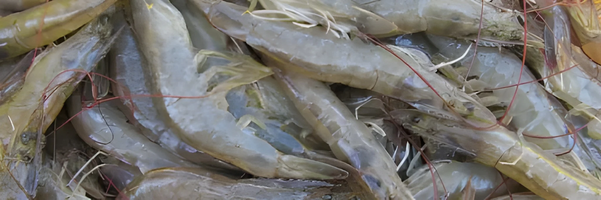 10 Rekomendasi Produk Mikro Mineral untuk Udang