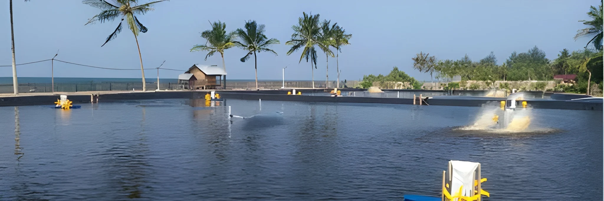 Memahami Efek & Tips Budidaya Udang Saat Musim Hujan