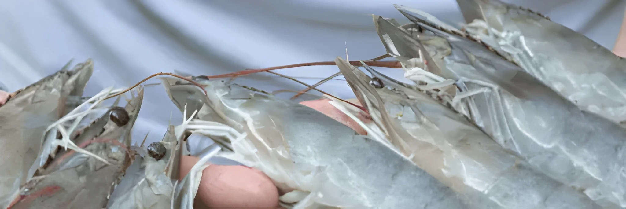 5 Produk Vitamin Penambah Nafsu Makan Udang Vaname