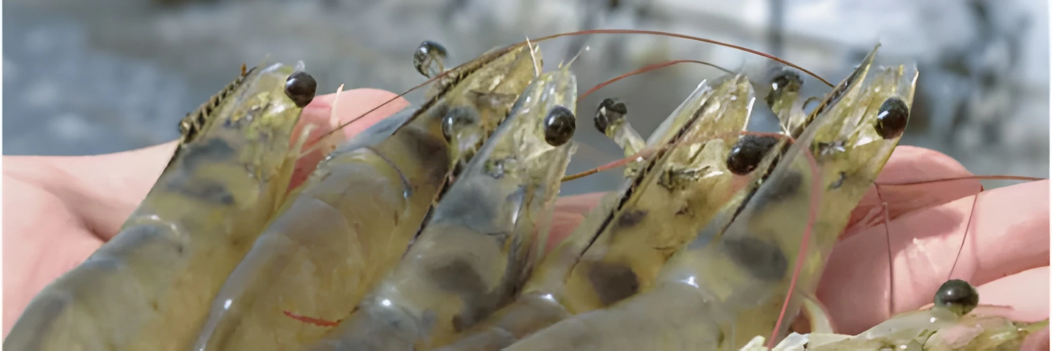 Monitoring Sumber Patogen: Tips Penting Mencegah Penyakit Udang Vaname