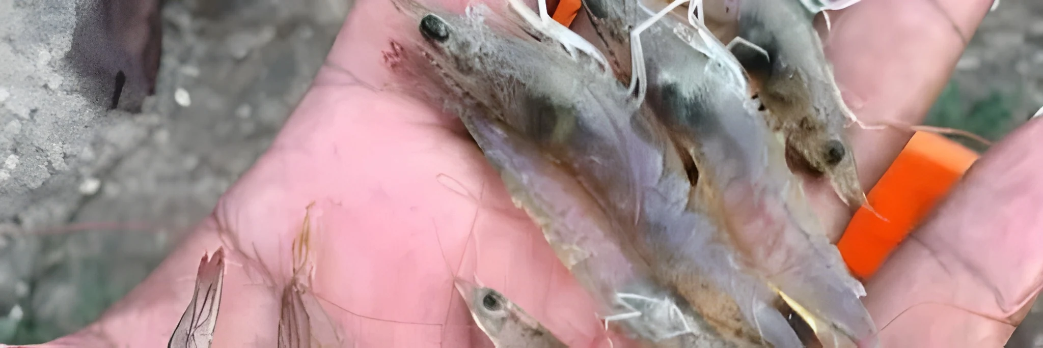 Pendeteksian Penyakit Udang Akurat, Langsung di Tambak