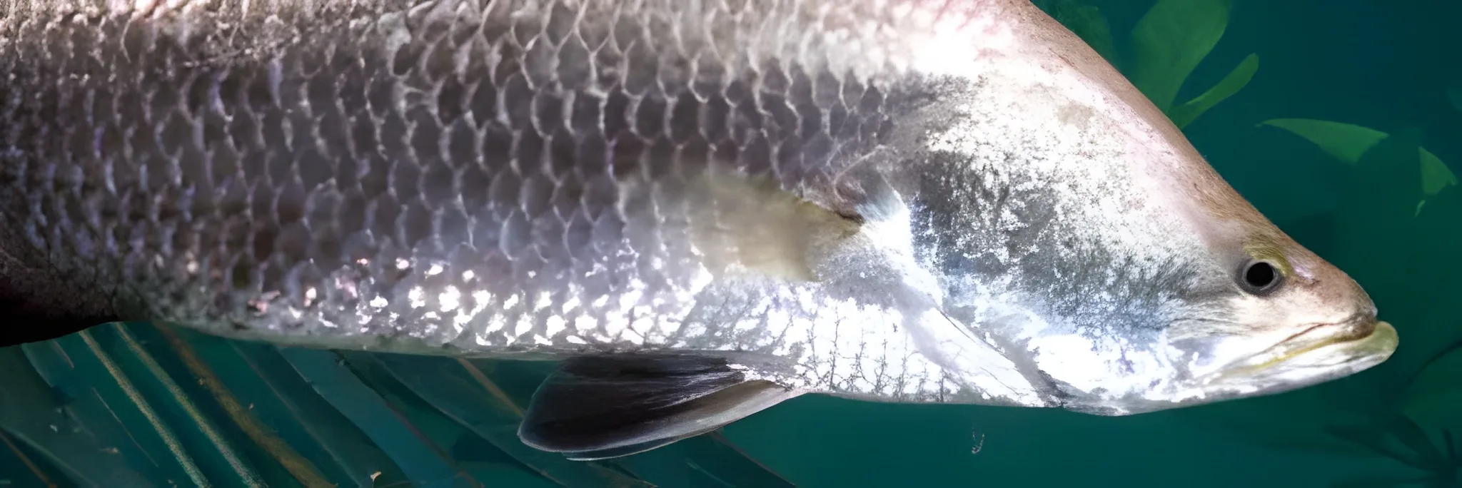 Peluang Bisnis! Ini Cara Budidaya Ikan Kakap di Kolam Terpal