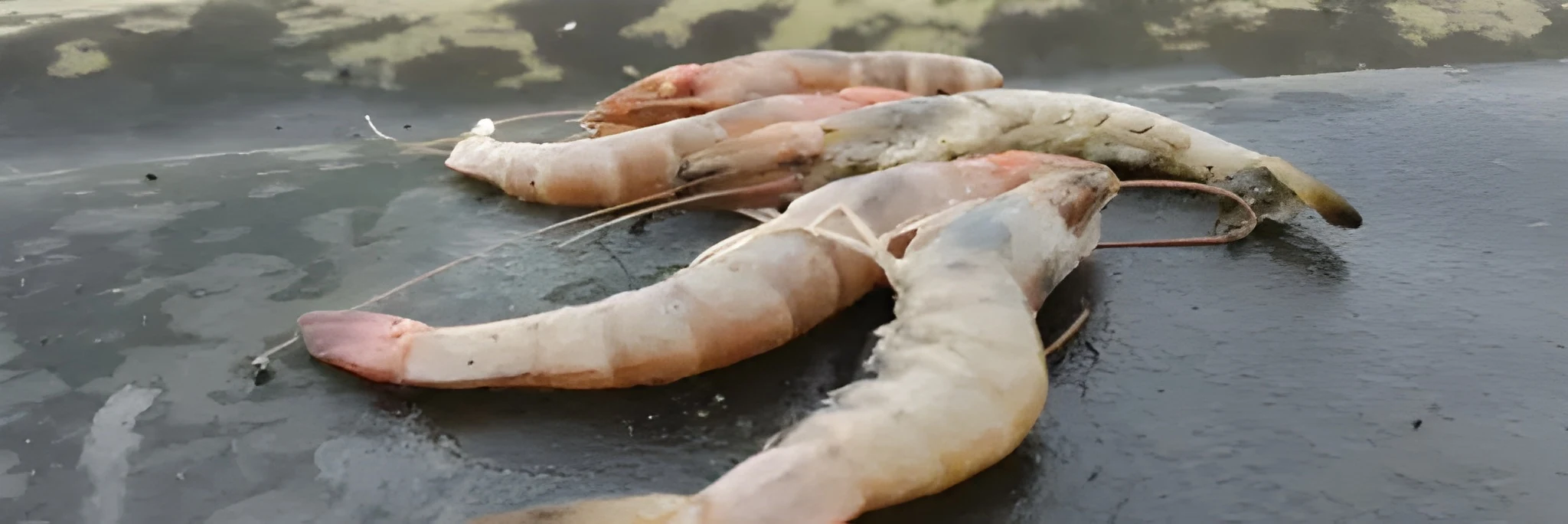 PCR: Cara Akurat Cek Penyakit Udang Vaname