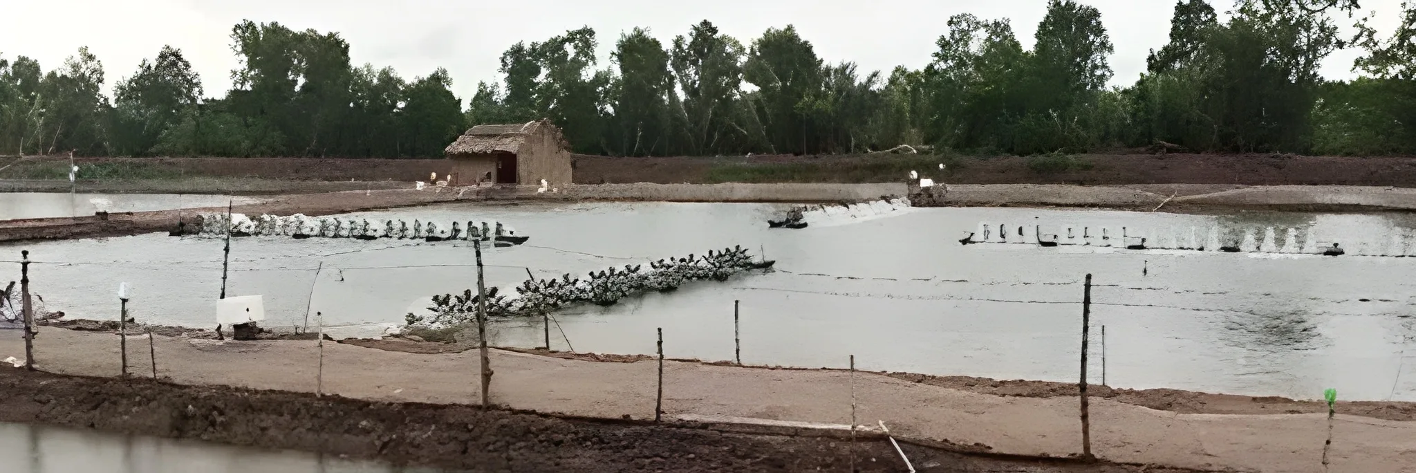 Memahami Sedimentasi pada Tambak Udang