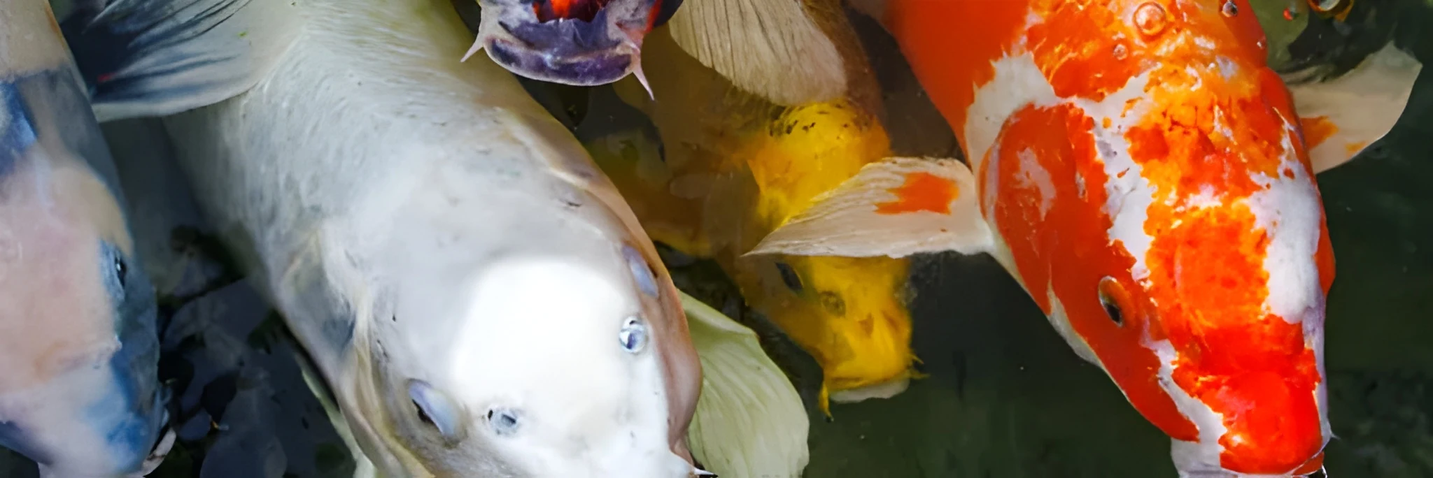 3 Rekomendasi Pelet Ikan Koi agar Cepat Besar