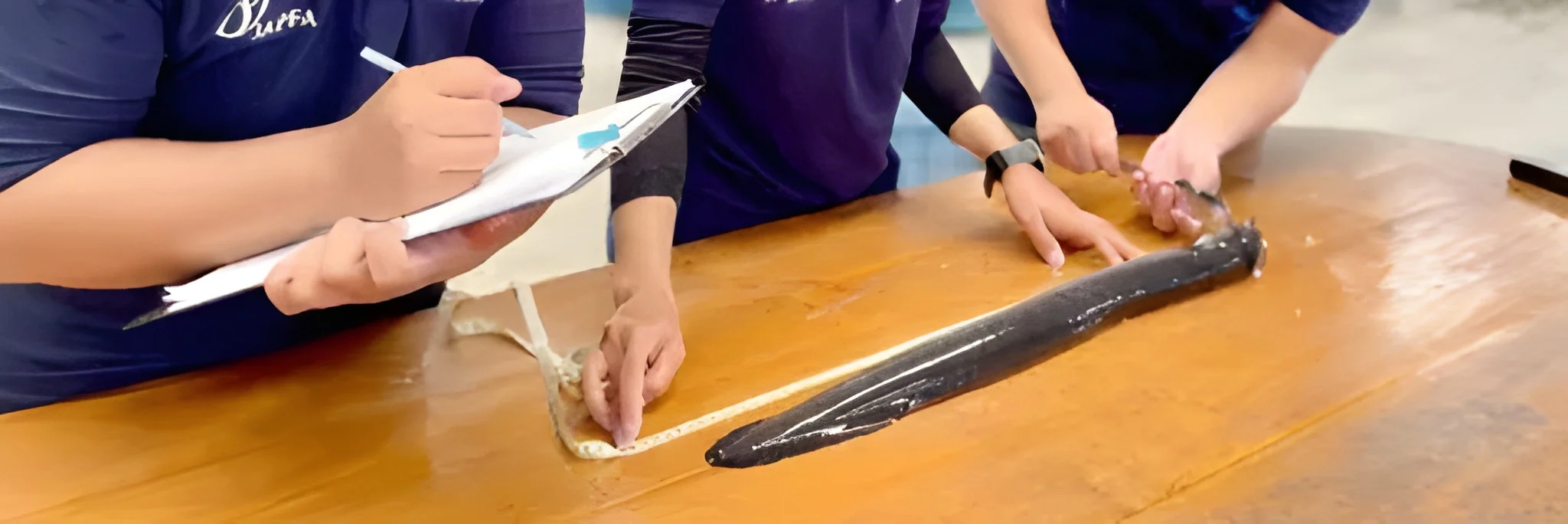 JAPFA Grup Catatkan Keberhasilan Reproduksi Sidat Tropis: Pencapaian Inovatif dalam Budidaya dan Konservasi Perairan