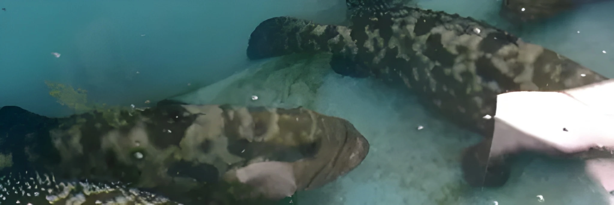 Jenis Pakan Ikan Kerapu agar Cepat Besar