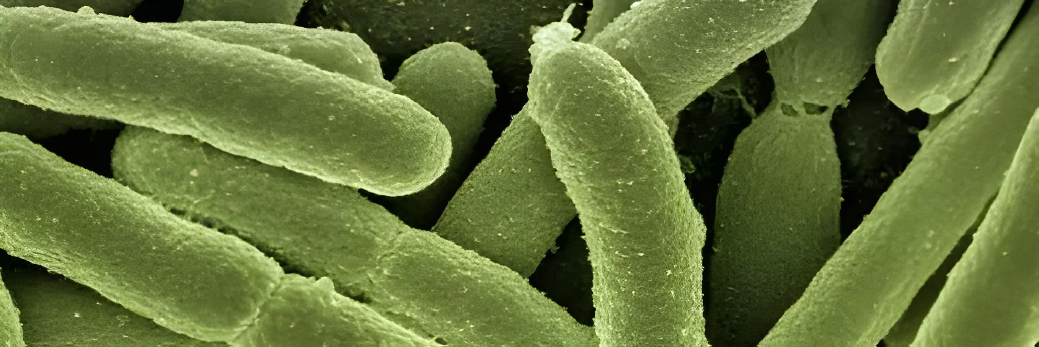 Mengenal Qourum Sensing Penyebab Vibrio Berbahaya pada Udang