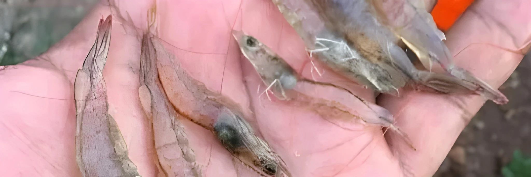 10 Jenis Penyakit Udang Vaname Kronis & Tips Mengatasinya