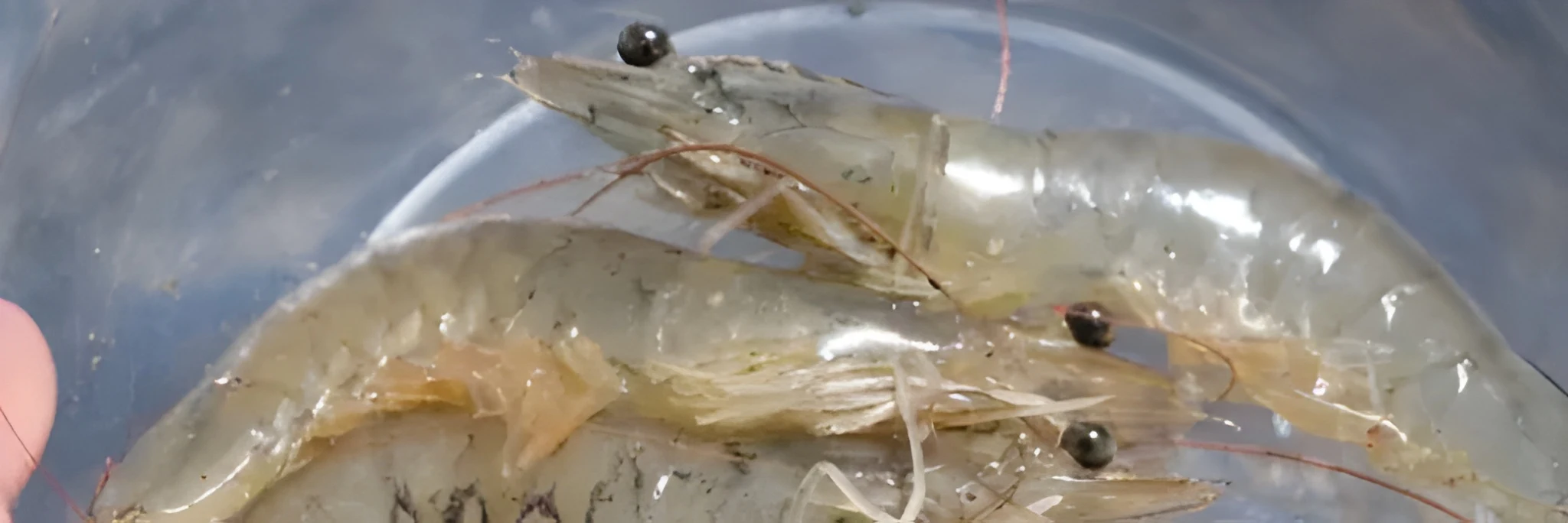 Cara Mengatasi Penyakit Myo pada Udang agar Udang Tetap Sehat