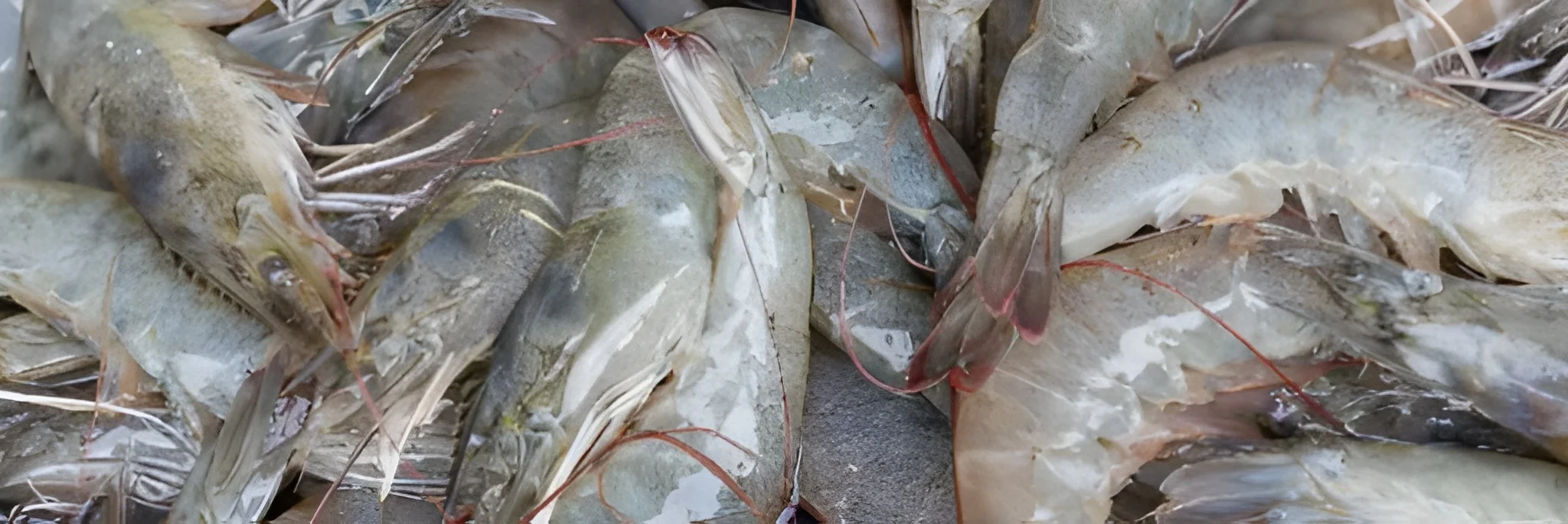 Tingkatkan Produksi Udang, FUI Gencarkan Tambak Tradisional dengan Pentokolan