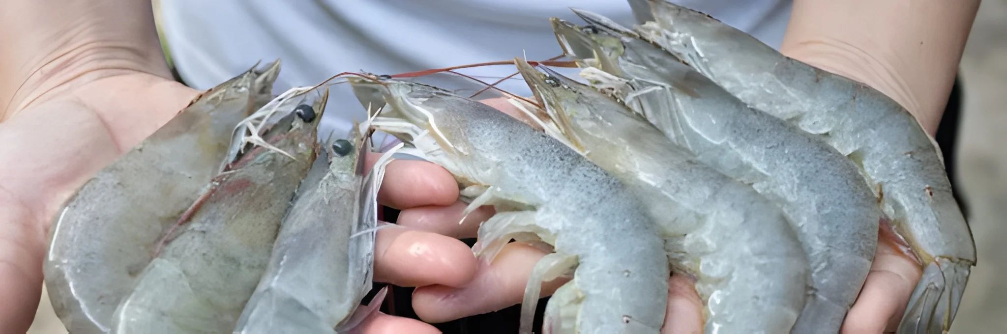 Pentingnya Kecukupan Mineral Dalam Tambak Udang