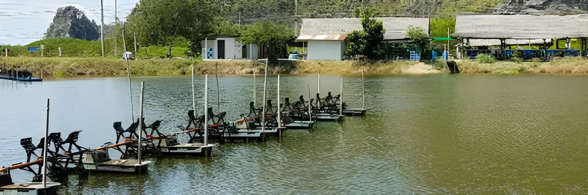 Langkah Efektif Mengatasi Vibrio di Tambak Udang Vaname