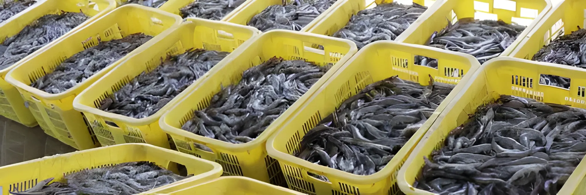 Masa Panen Tambak Udang serta Tata Caranya