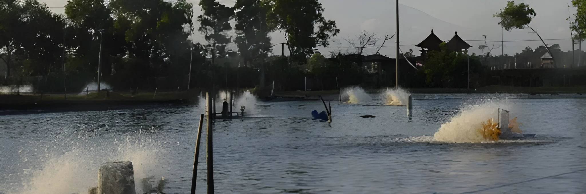 Tips Meningkatkan Daya Tahan Udang