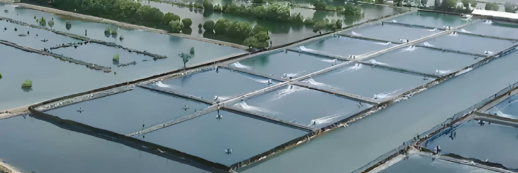 Tingkatkan Kualitas Air Tambak Udang dengan AQUA-Cal+