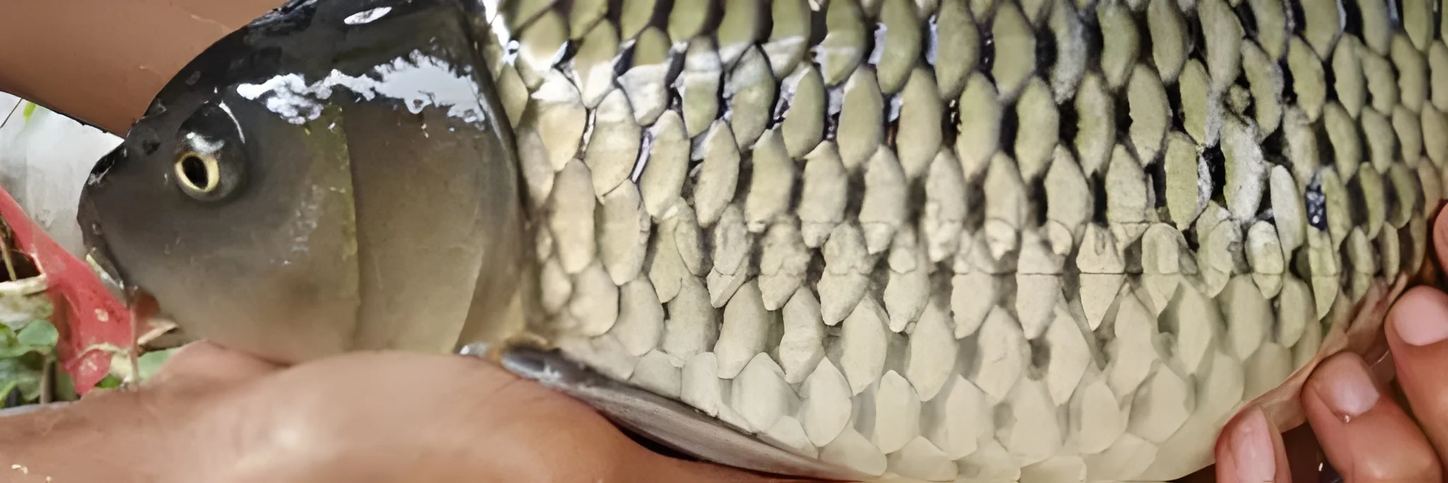 Teknik dan Cara Pembenihan Ikan Mas