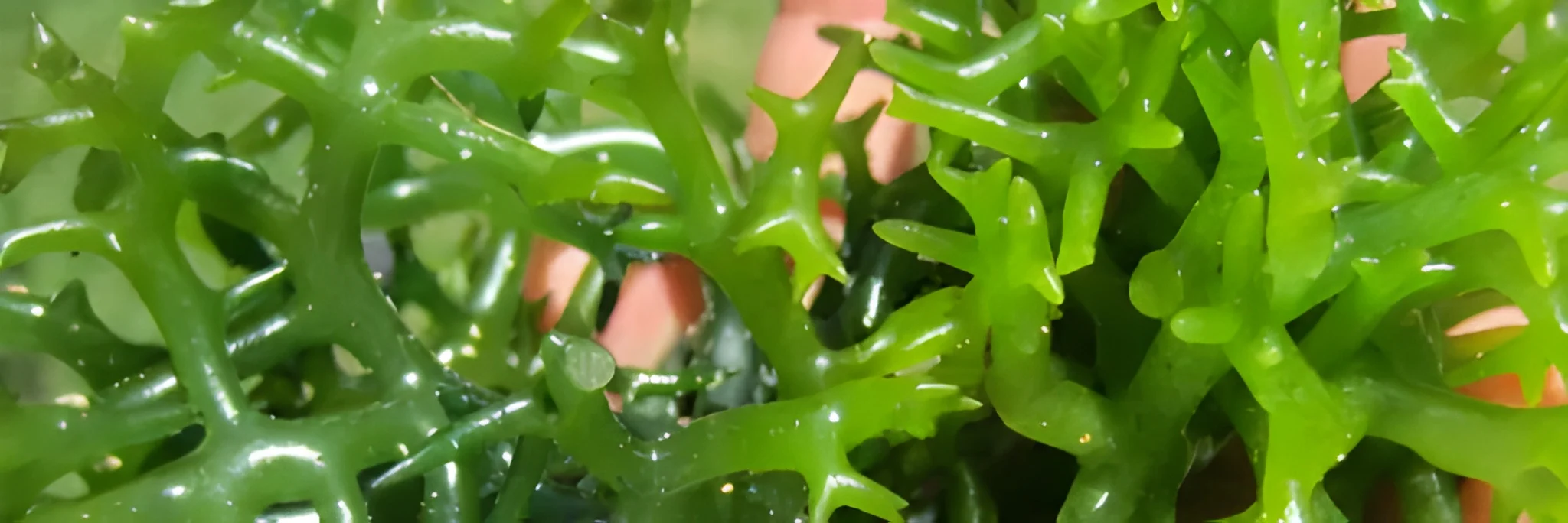 5 Cara Budidaya Rumput Laut, Hasil Berkualitas dan Usaha Menguntungkan