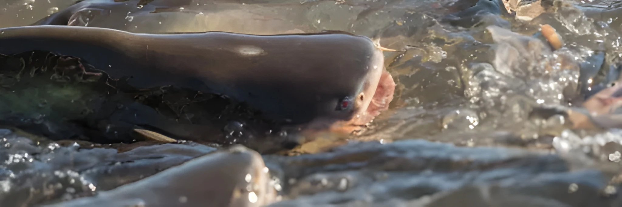 Pilihan Pakan Ikan Patin dan Tips Pemberiannya Agar Budidaya Optimal