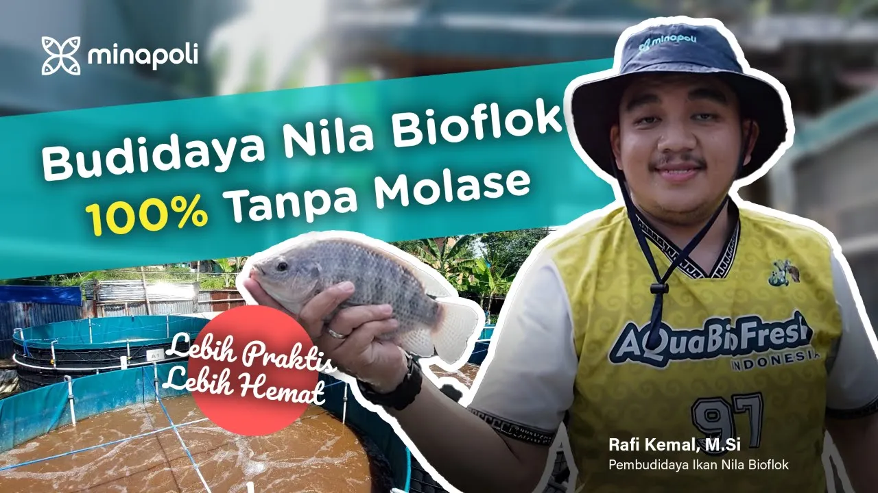 Budidaya Ikan Nila Bioflok Tanpa Molase, Bisa Lebih Praktis dan Hemat?