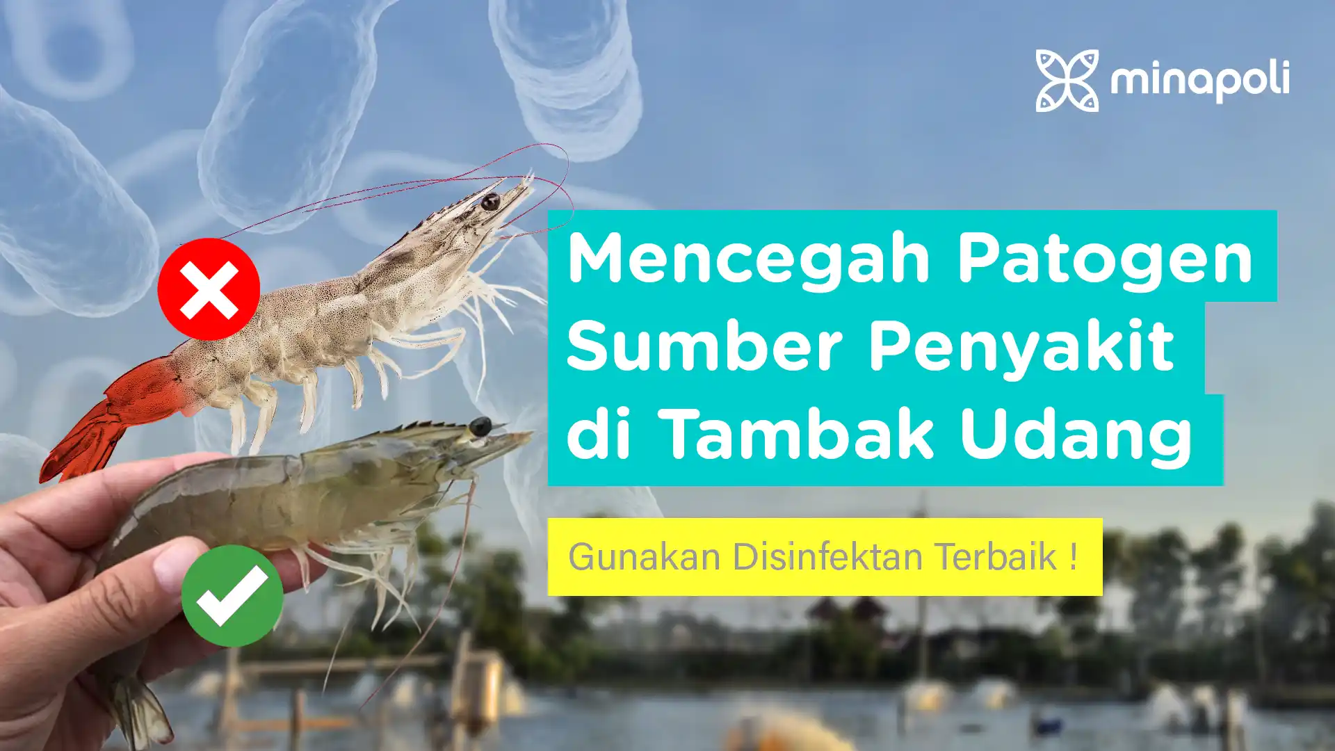 7 Desinfektan Tambak Udang Vaname dan Spesifikasinya